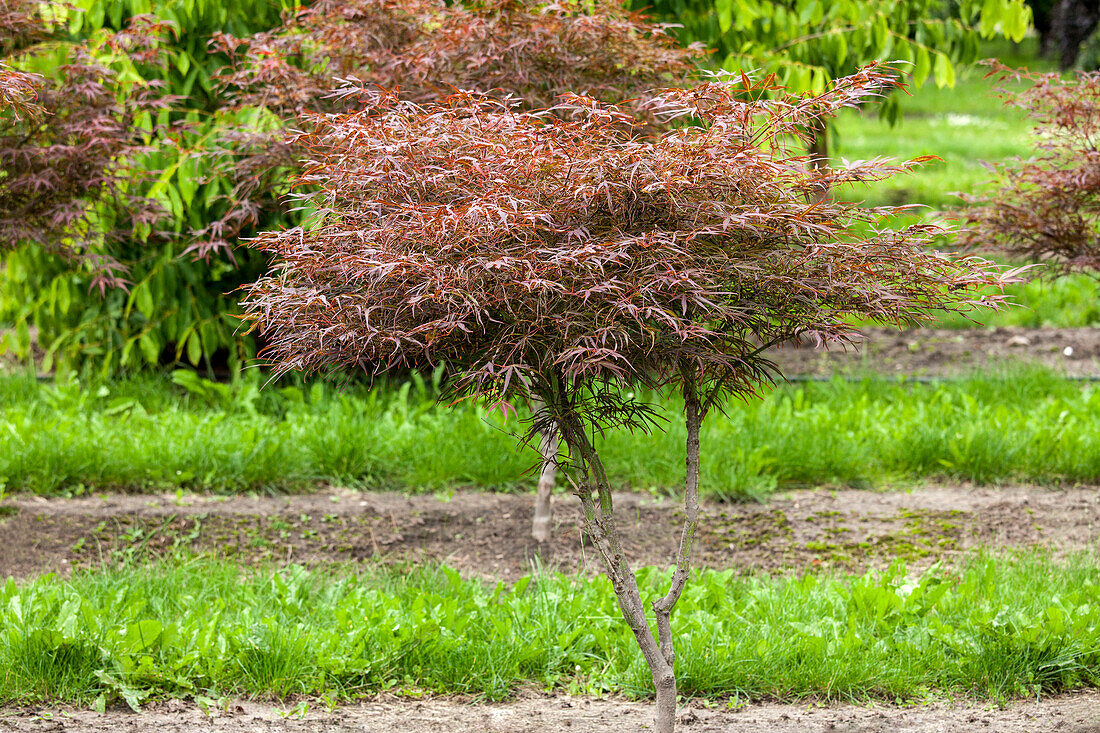 Acer palmatum 'Dissectum Garnet'.