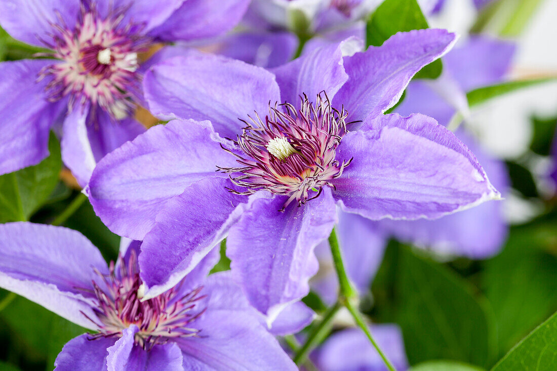 Clematis Parisienne