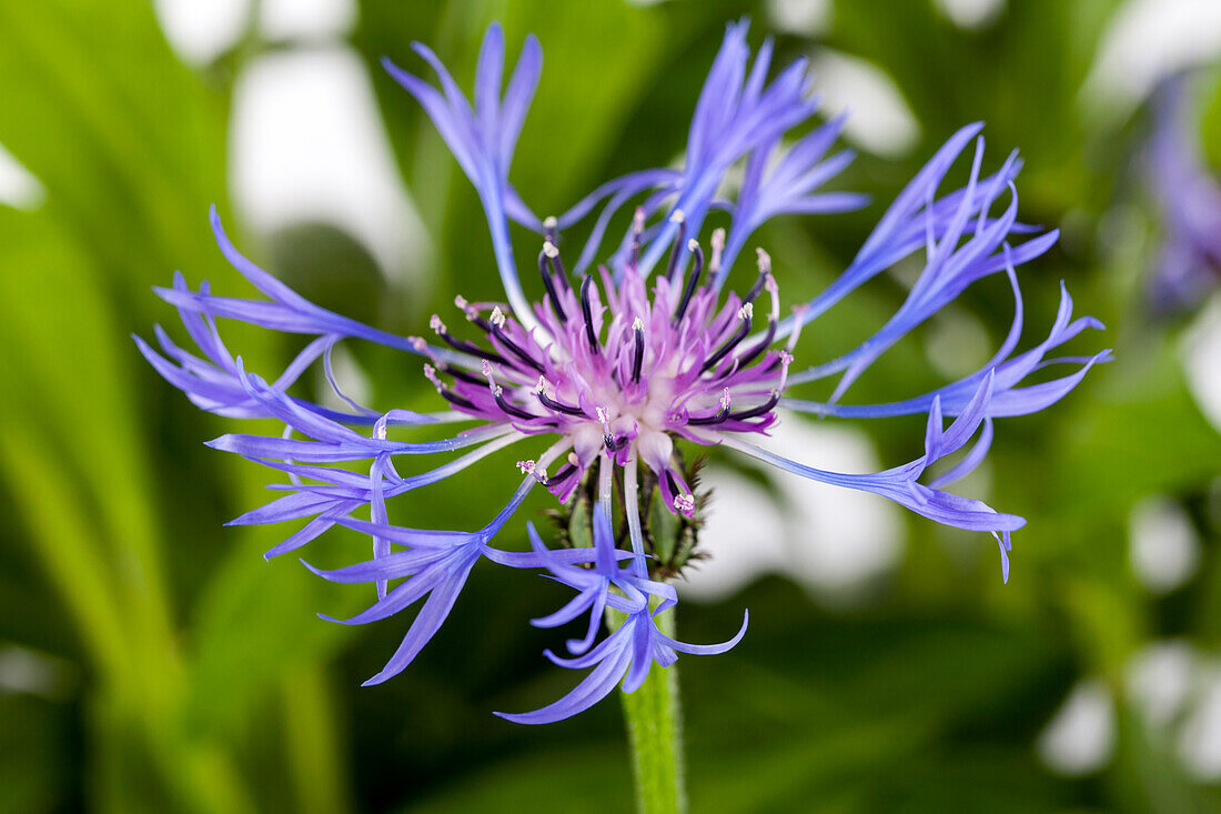 Centaurea montana Grandiflora