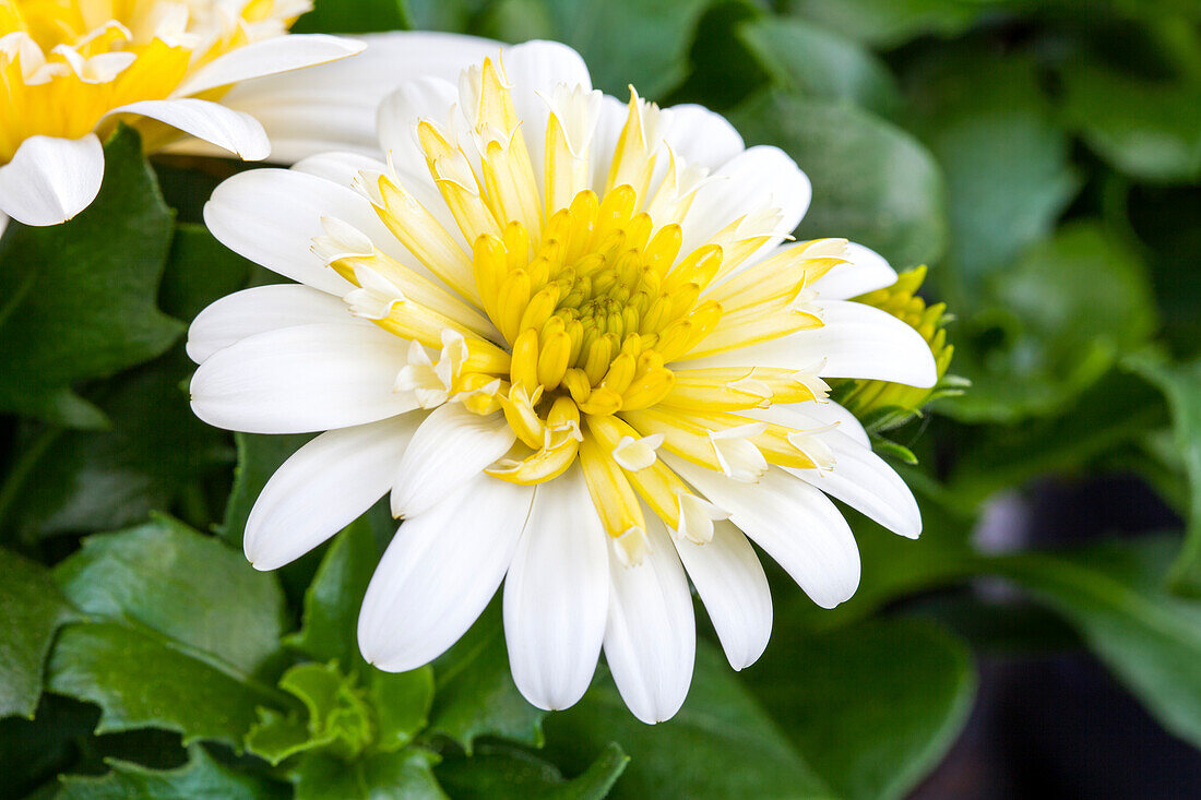 Osteospermum ecklonis FlowerPower® 'Lemon Ice'