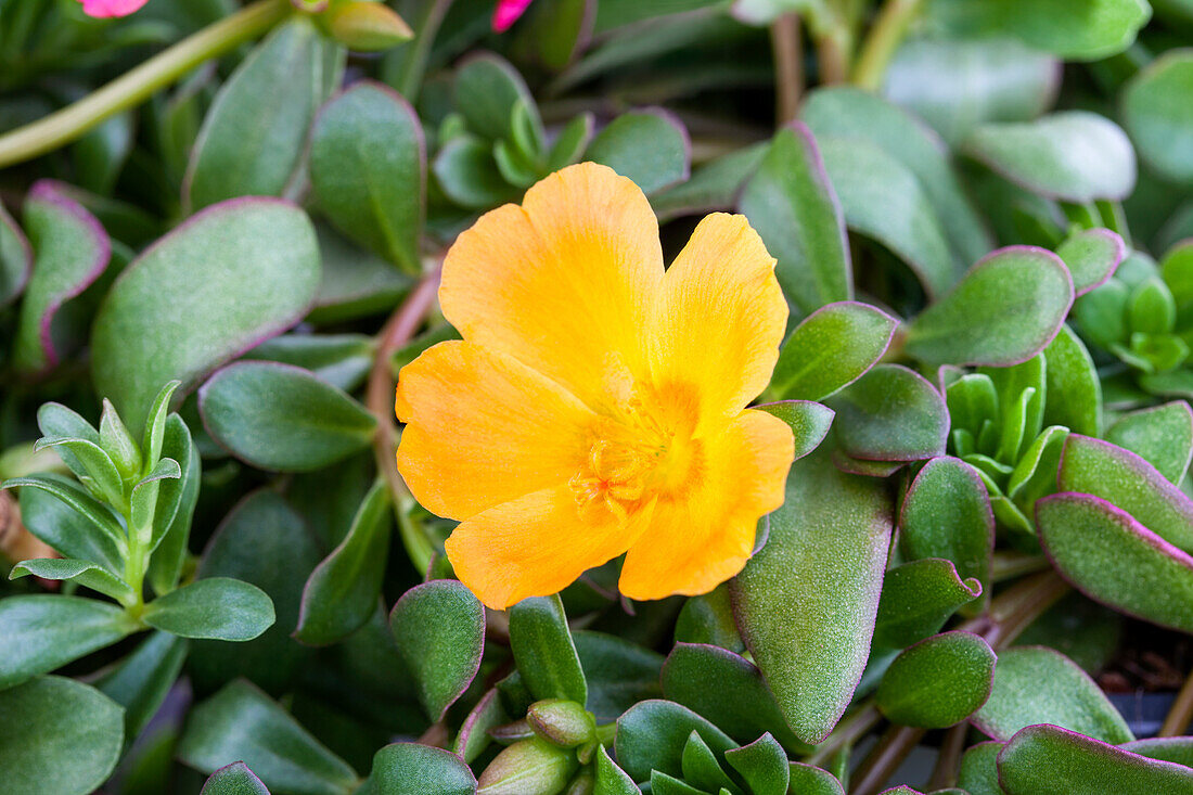 Portulaca oleracea