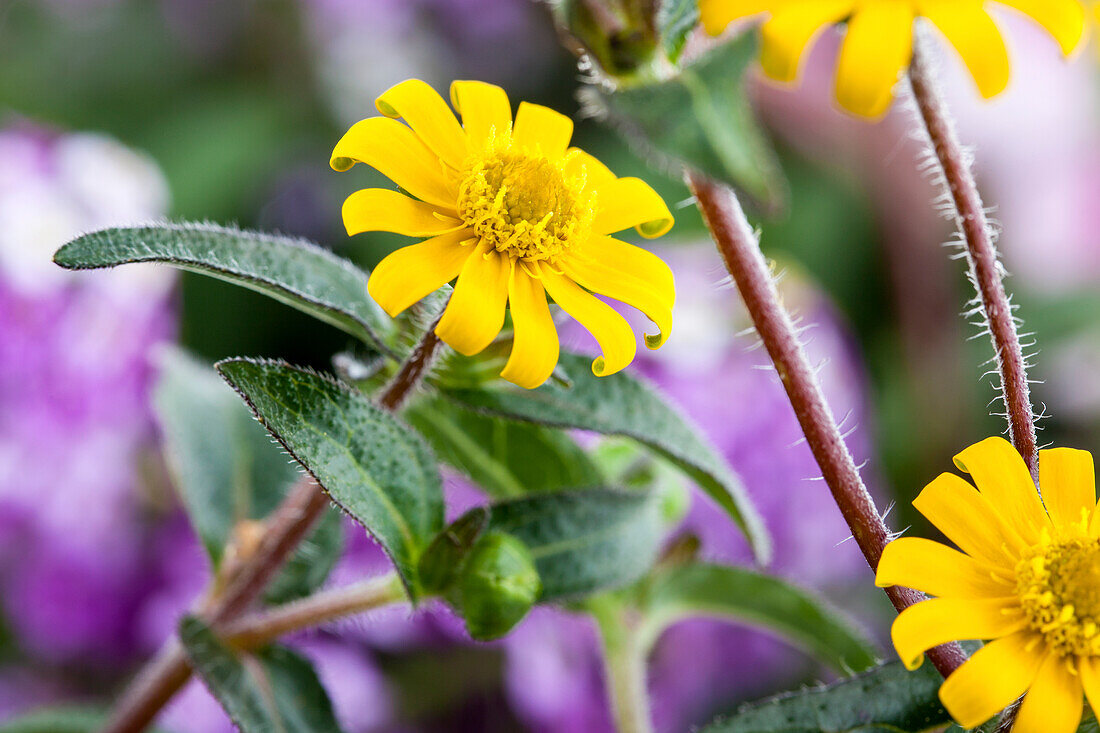 Sanvitalia procumbens, yellow