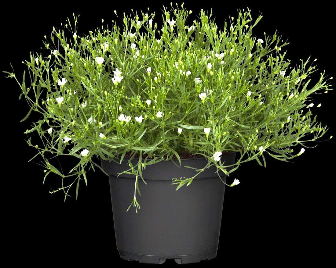 Gypsophila muralis, white