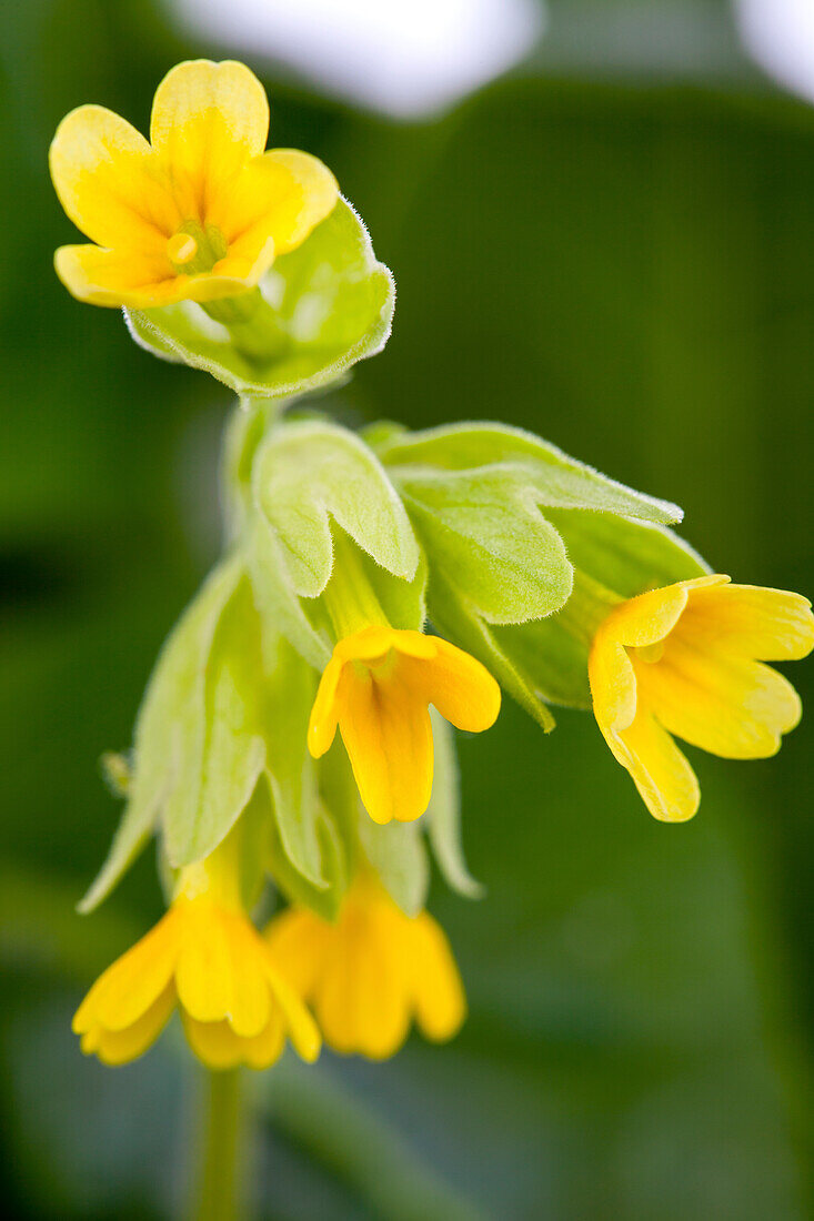 Primula veris