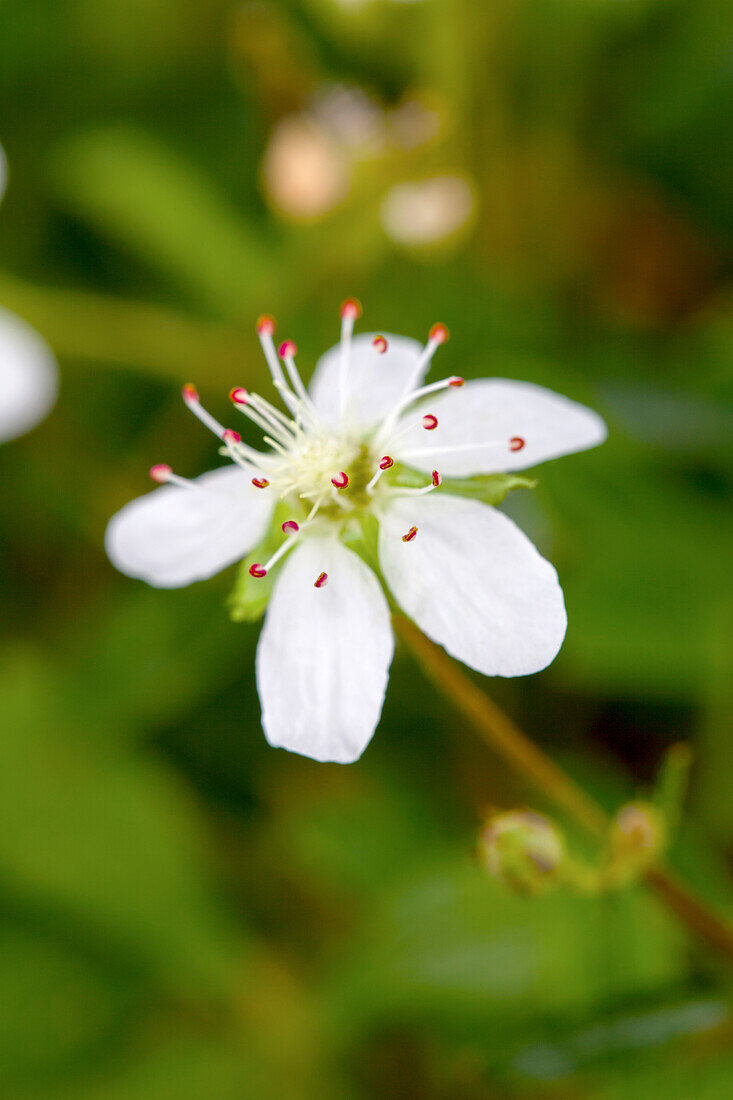 Potentilla tridentata 'Nuuk