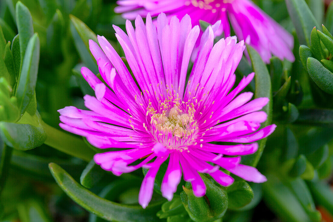 Delosperma cooperi