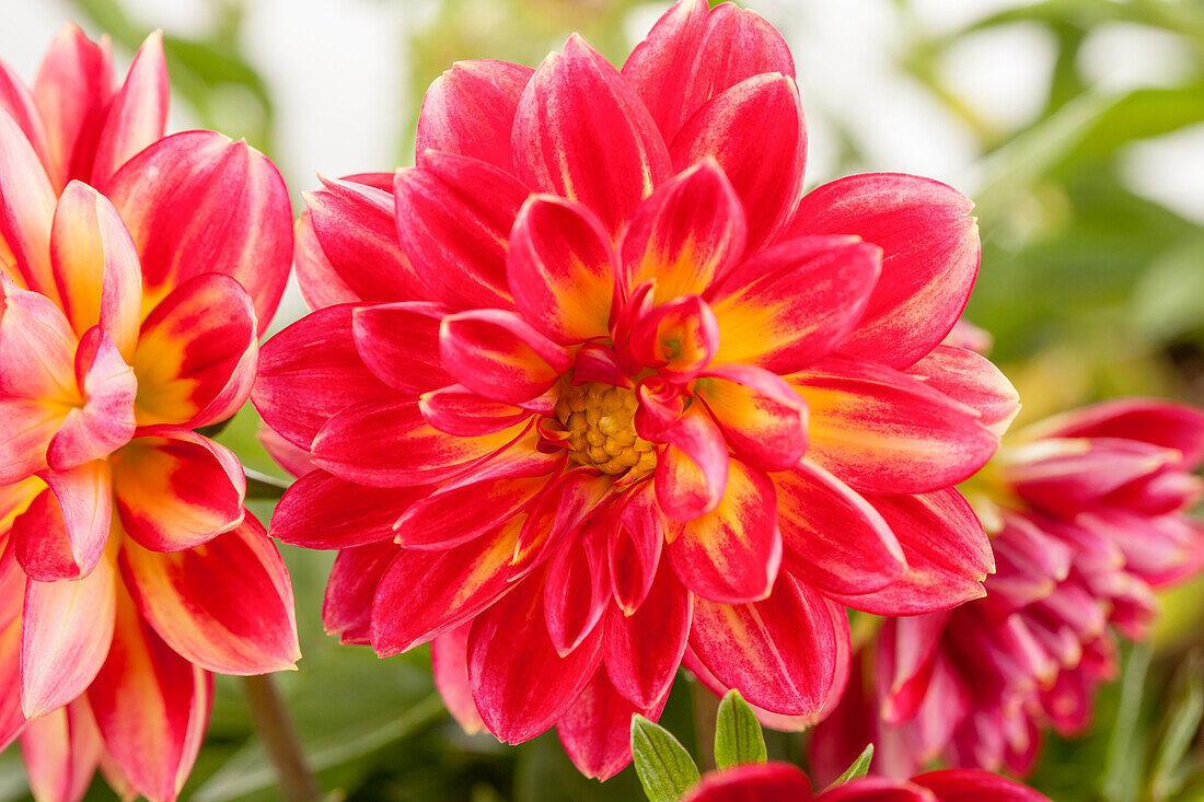 Dahlia 'Dahlietta'™