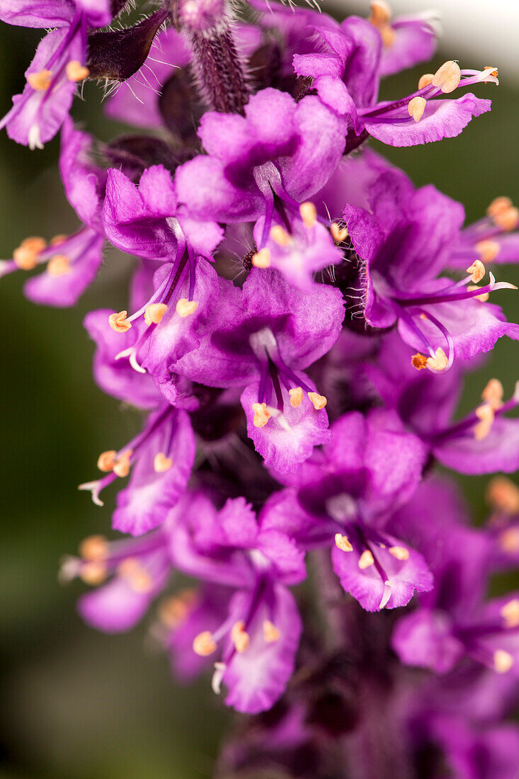 Ocimum basilicum