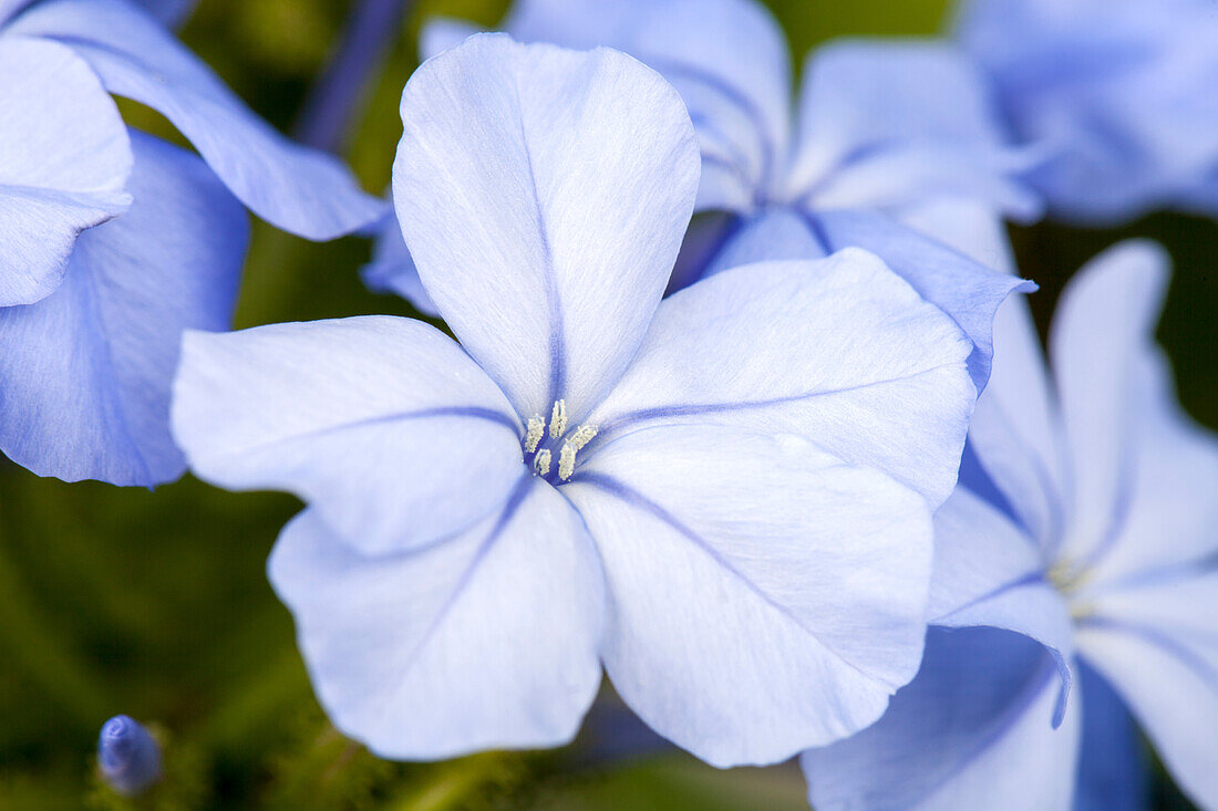 Plumbago auriculata