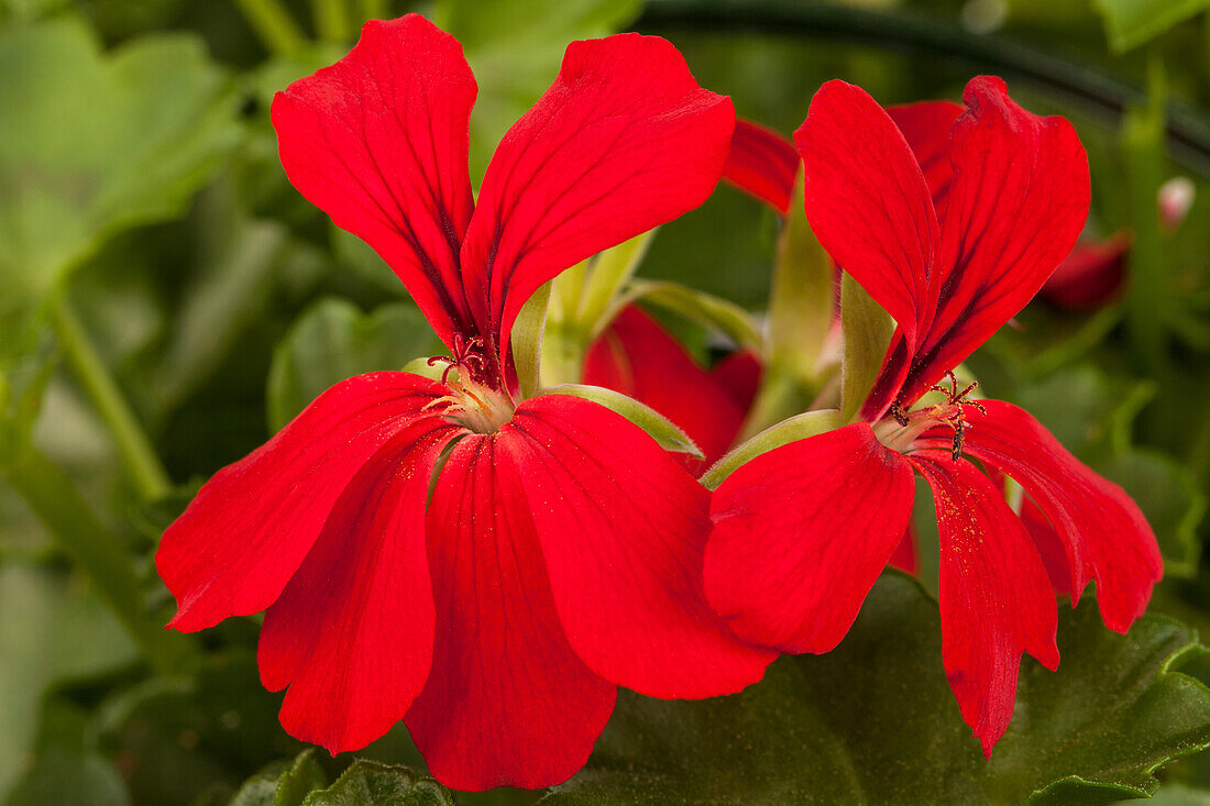 Pelargonium peltatum