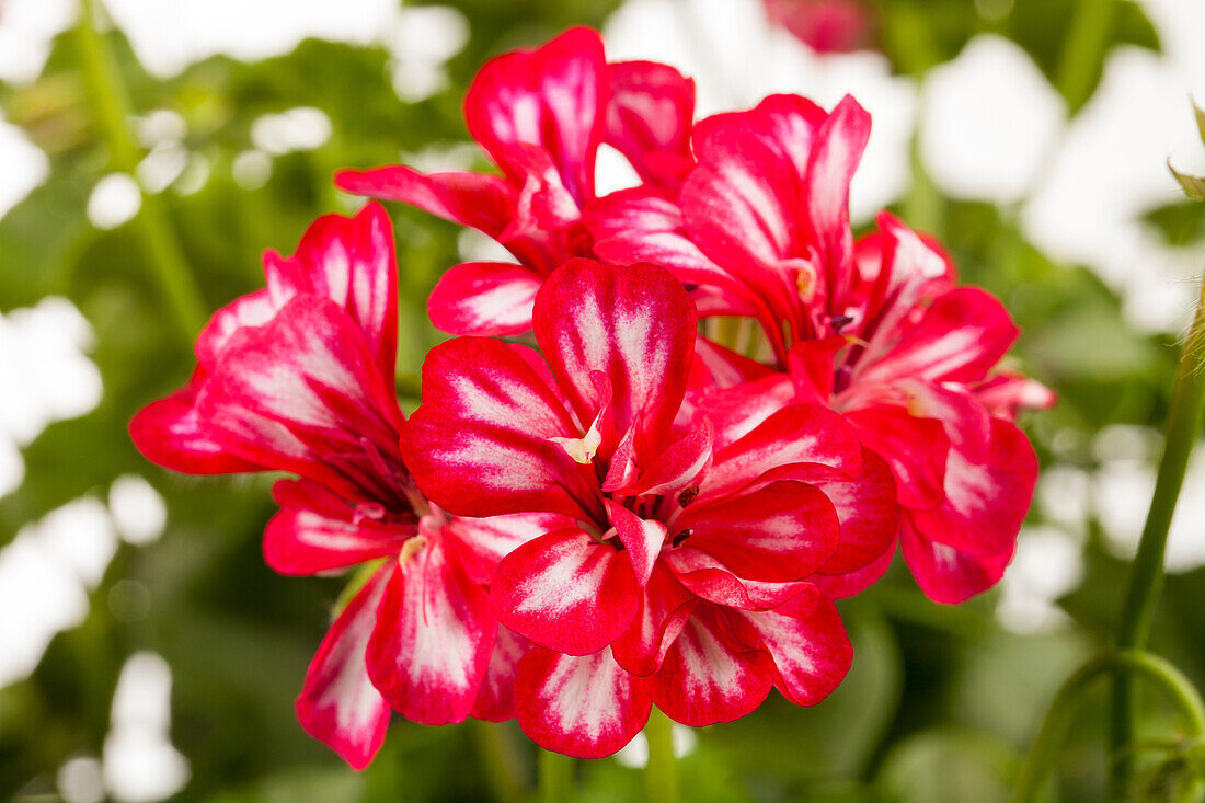 Pelargonium peltatum