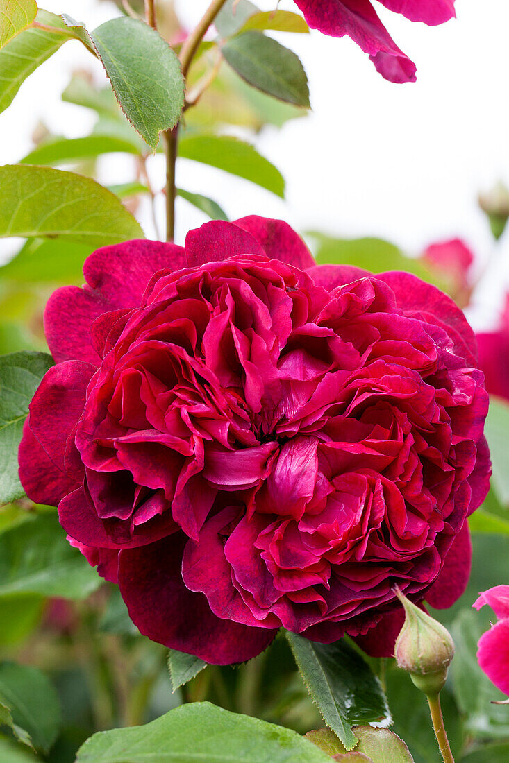 Rosa 'William Shakespeare 2000'®