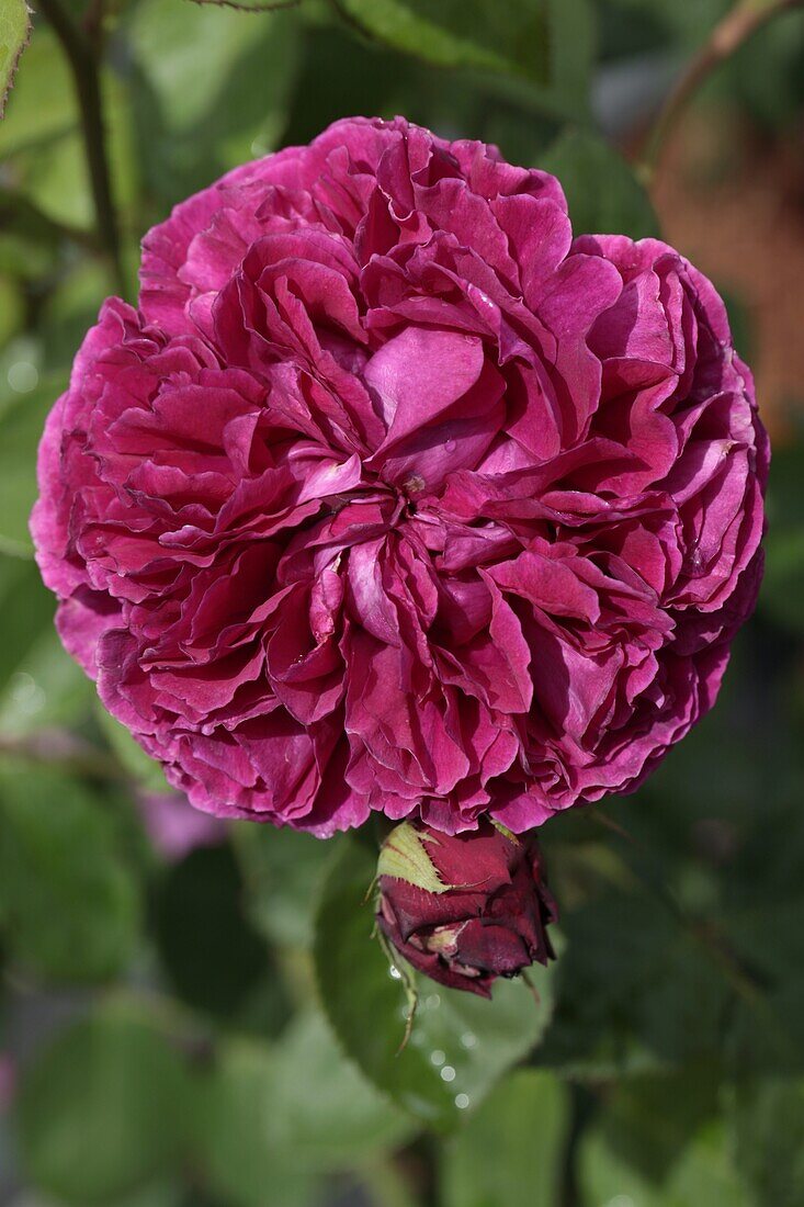 Shrub rose 'Falstaff