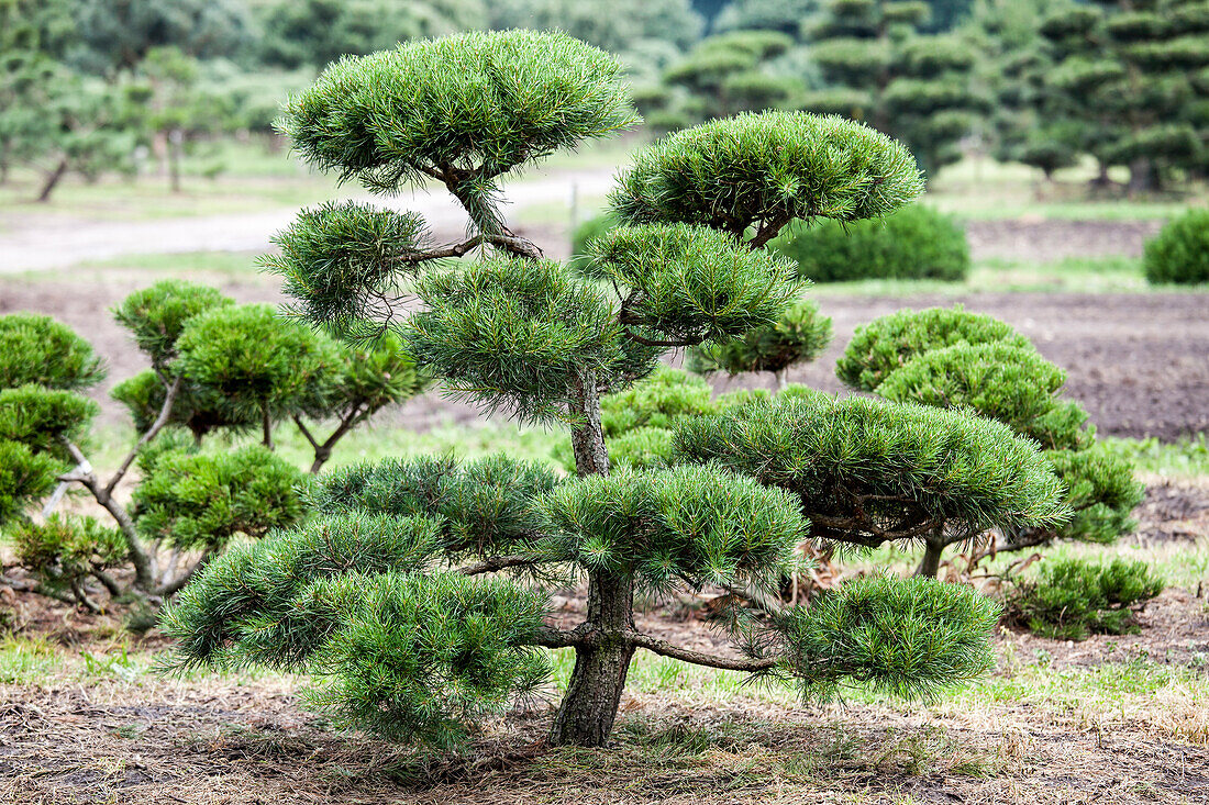 Pinus mugo