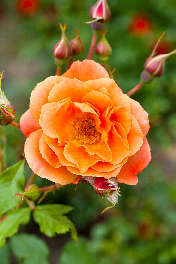 Rosa 'Westerland'®