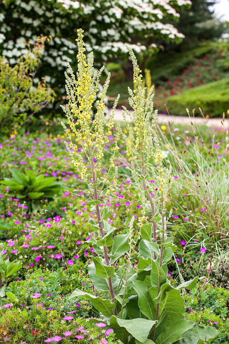 Verbascum nigrum