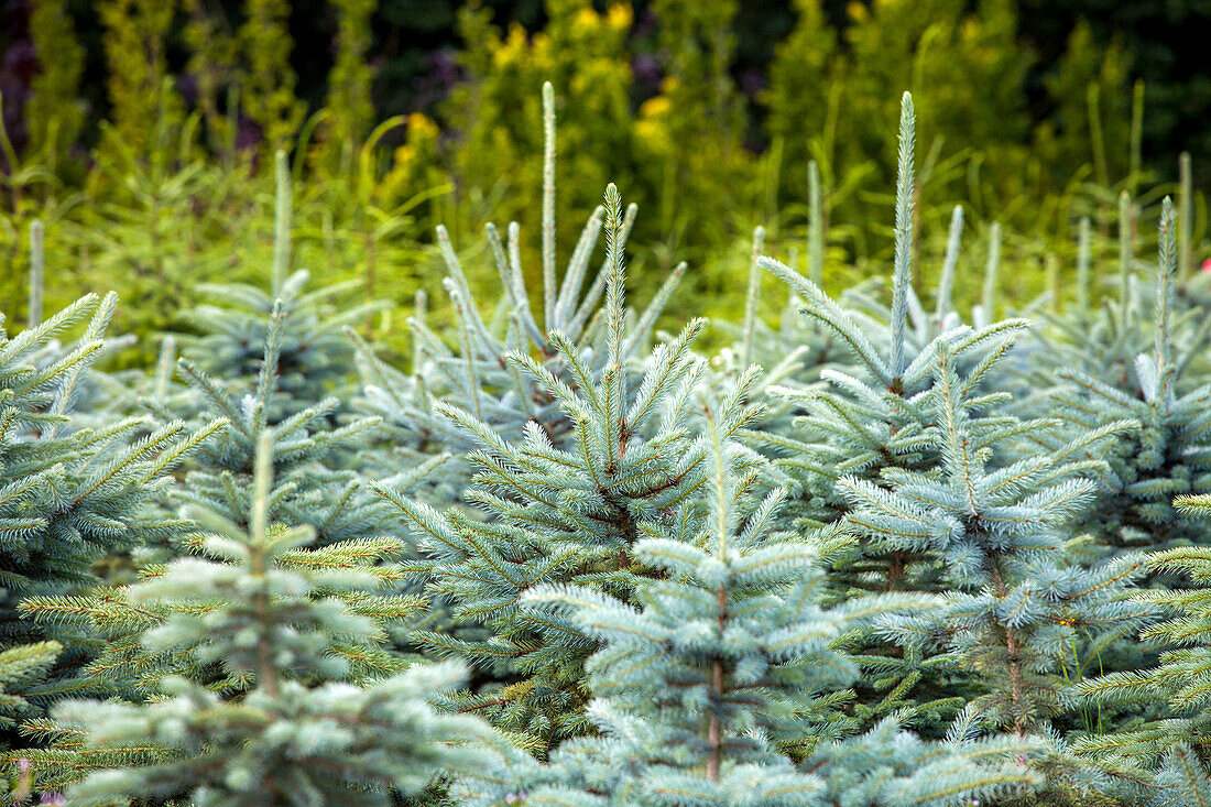 Picea pungens 'Glauca'