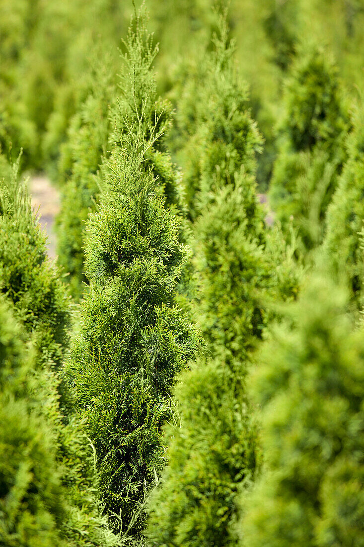 Thuja occidentalis 'Emerald