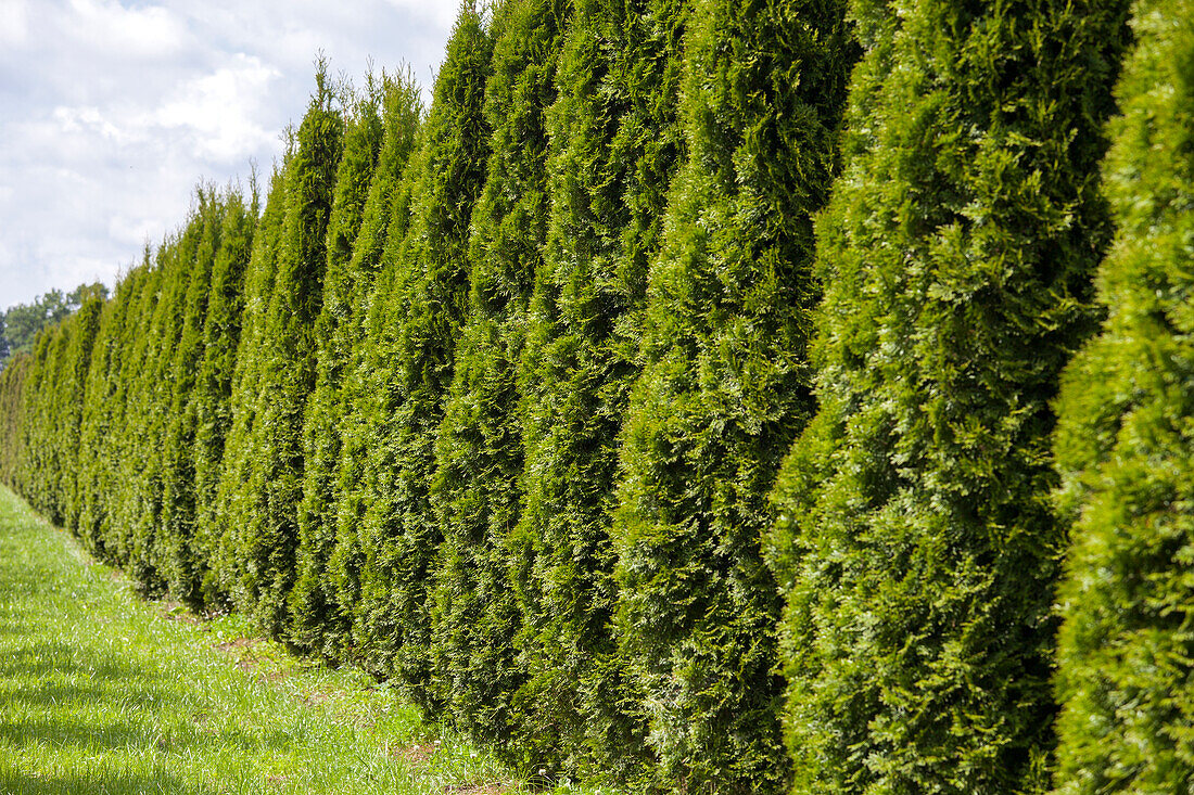 Thuja occidentalis 'Smaragd'