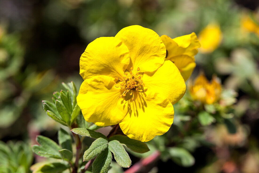 Potentilla fruticosa 'Goldteppich'