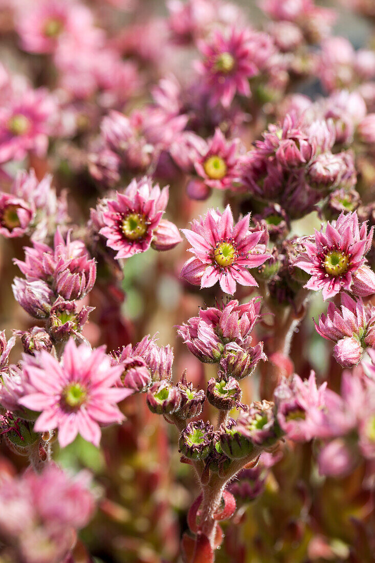 Sempervivum arachnoideum