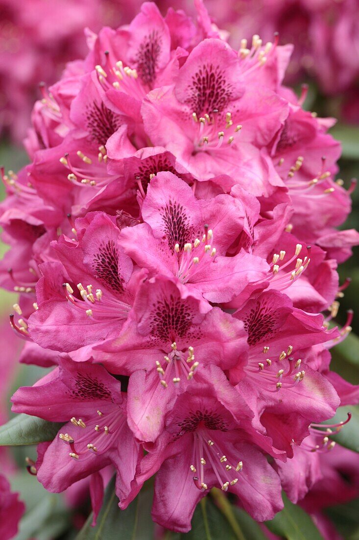 Rhododendron hybride 'Hachmanns Feuerschein -R- III'
