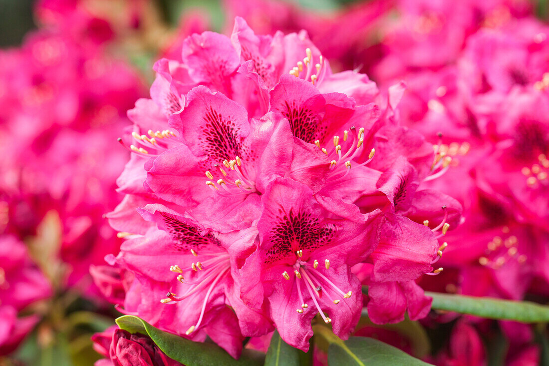 Rhododendron 'Hachmann´s Feuerschein'®