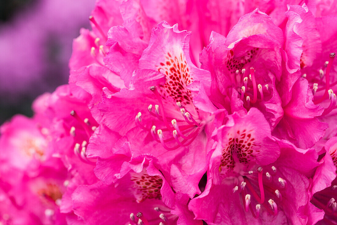 Rhododendron 'Hachmann´s Feuerschein'®