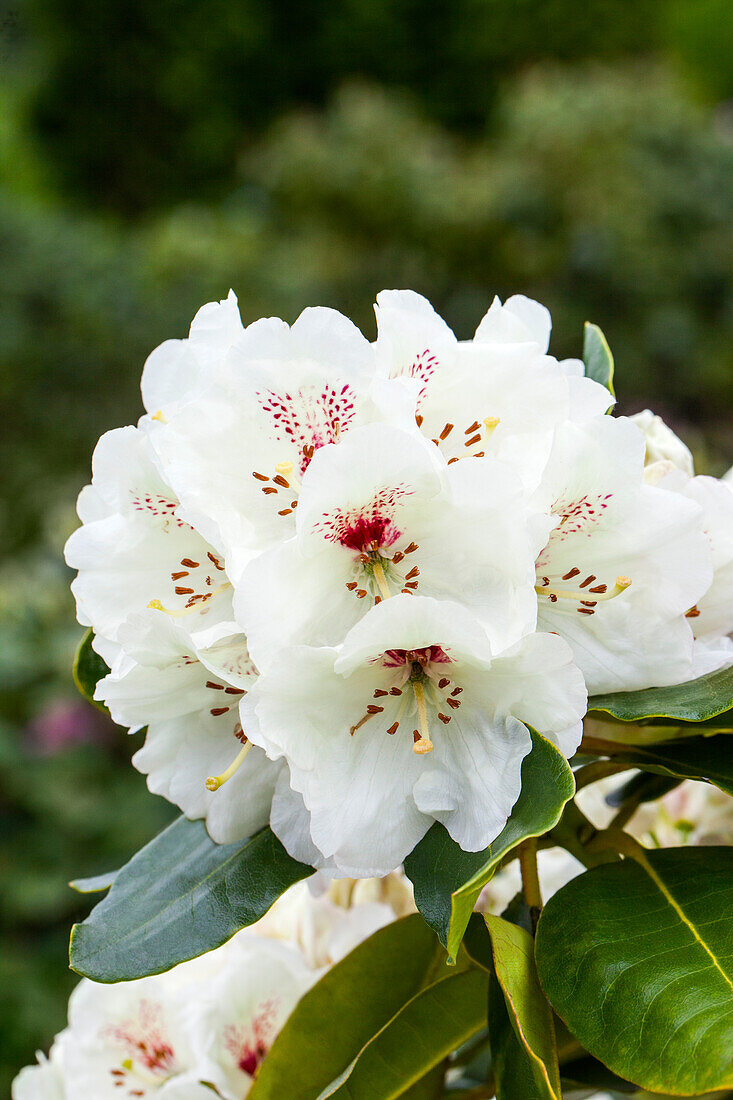 Rhododendron 'Breslau'