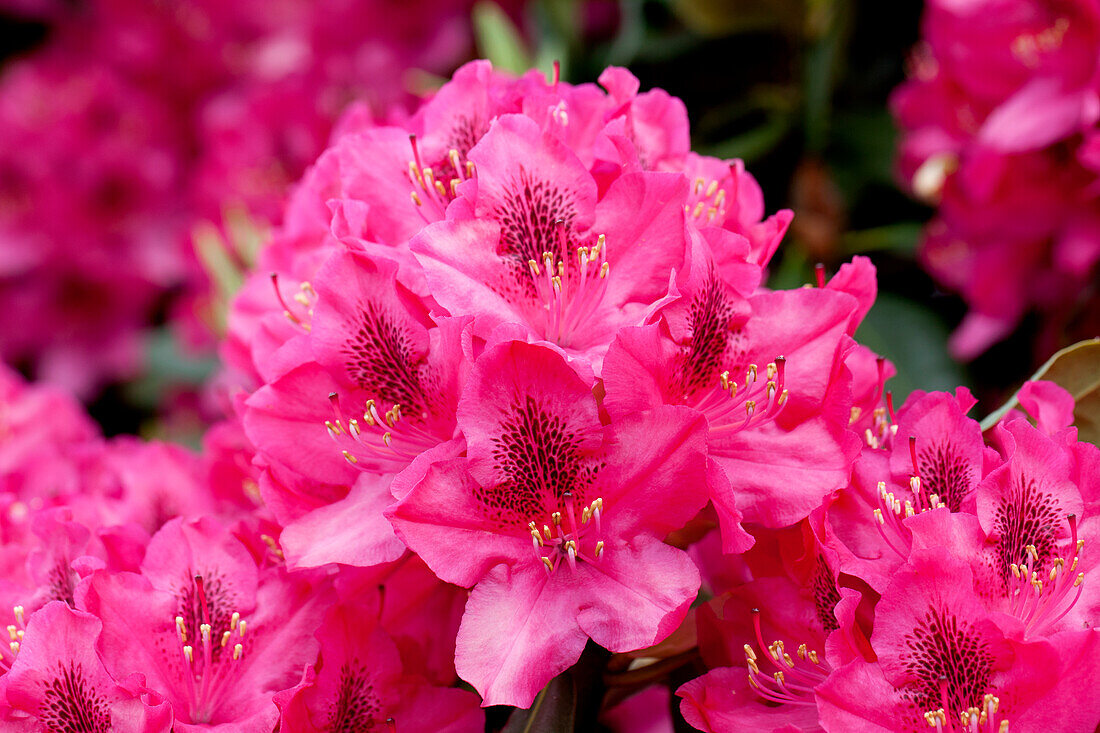 Rhododendron Pearce's American Beauty