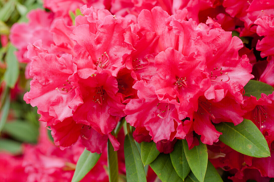 Rhododendron 'Hachmann´s Feuerschein'®