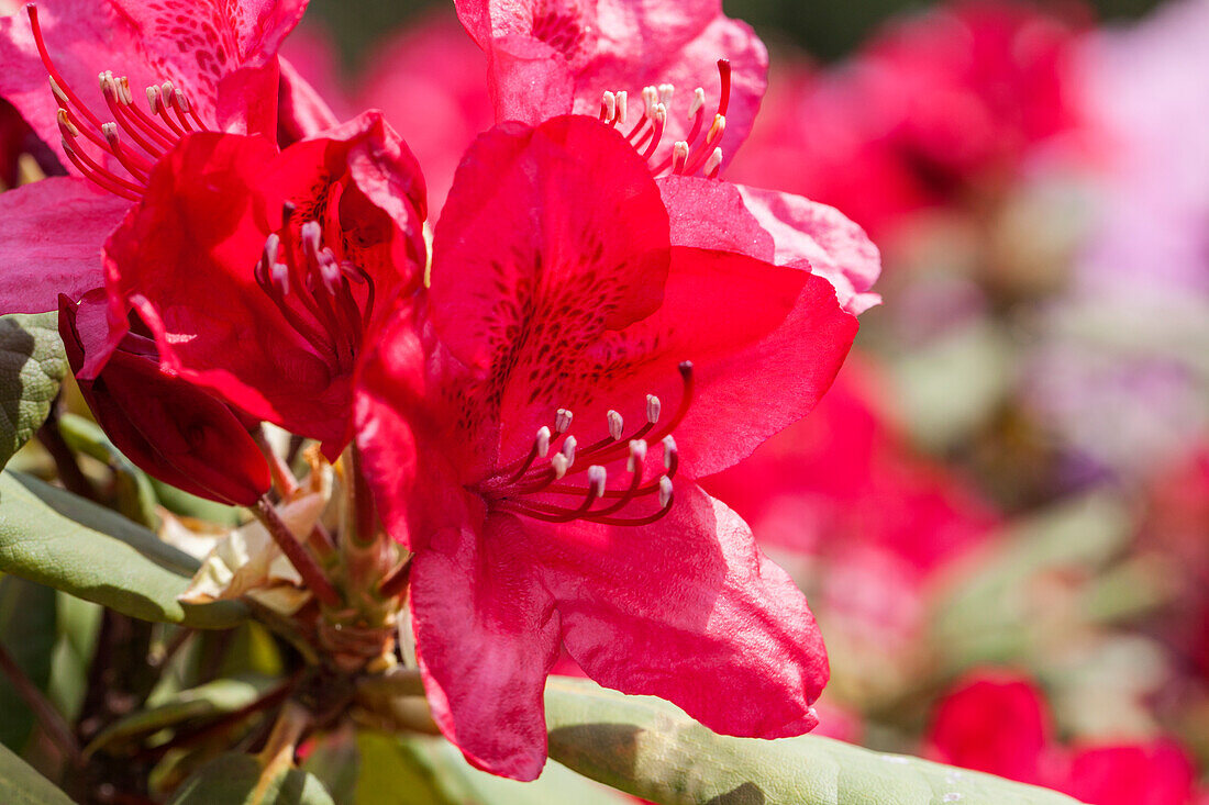 Rhododendron 'Hachmann´s Feuerschein'®