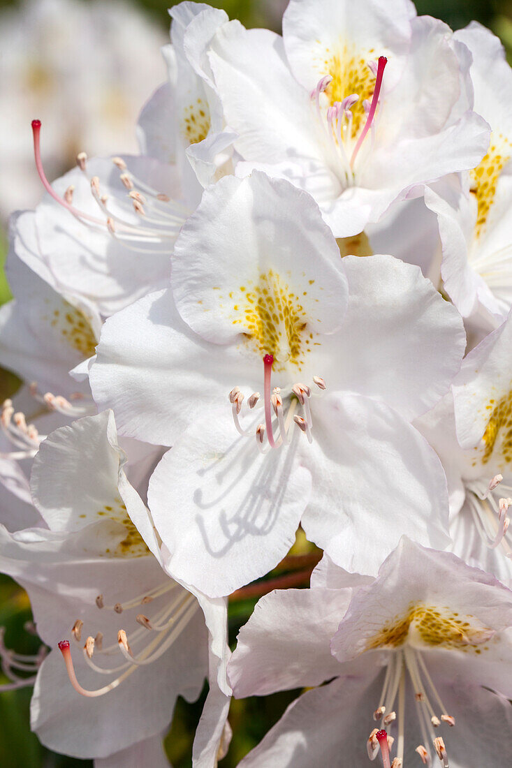 Rhododendron catawbiense 'Album'.