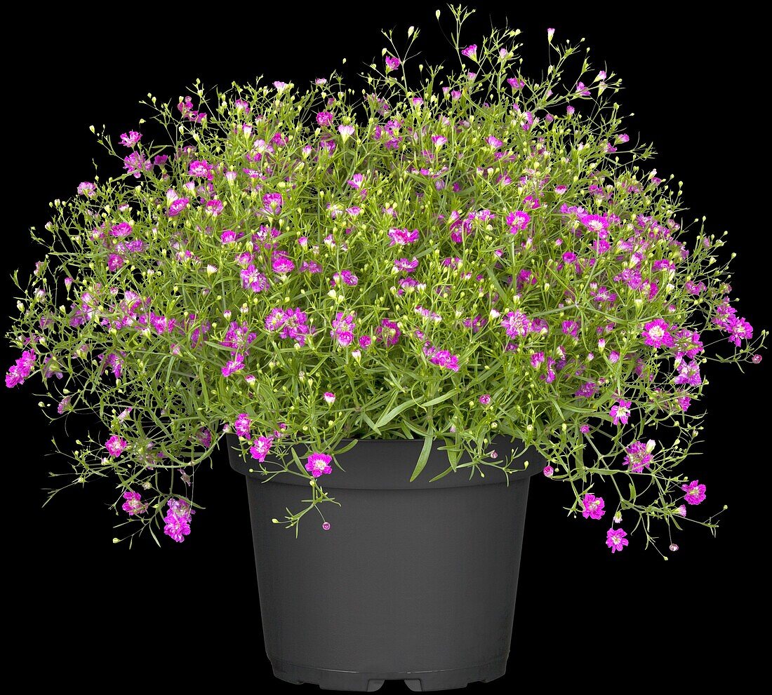 Gypsophila muralis, pink