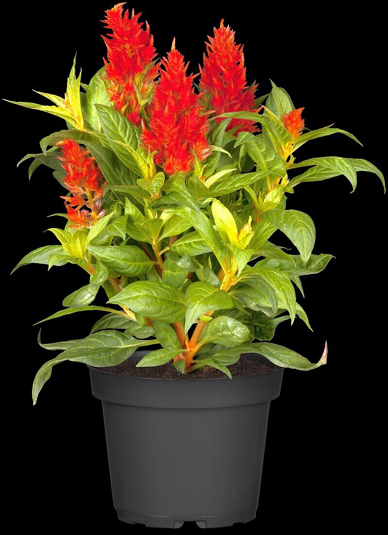 Celosia argentea Kelos Fire Red