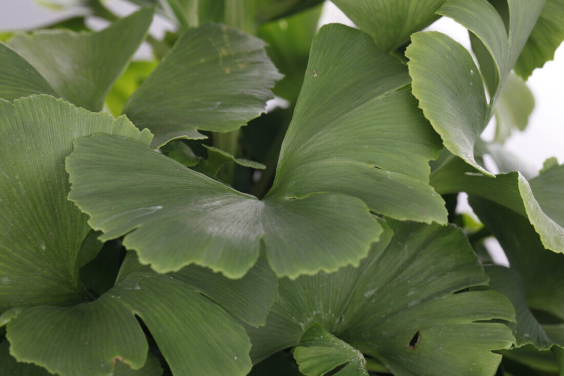 Ginkgo biloba mariken