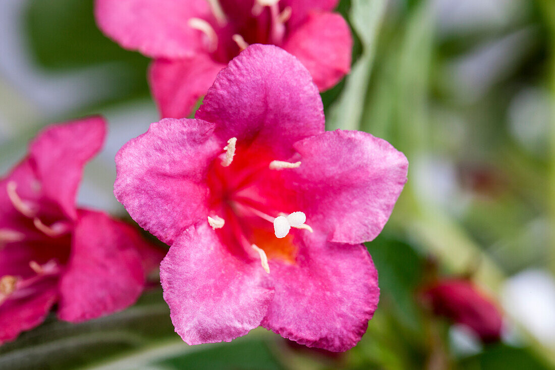 Weigela 'Bristol Ruby'®