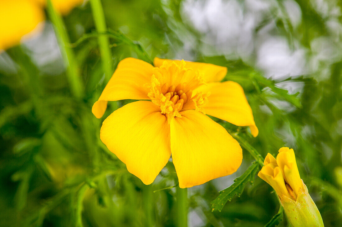 Tagetes erecta, gelb