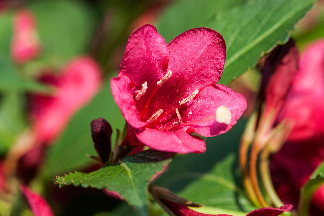 Weigela 'Red Prince