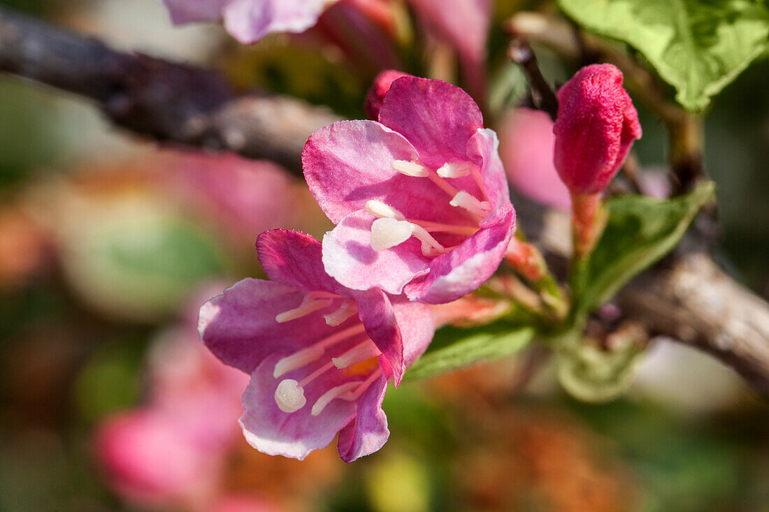 Weigela florida Variegata