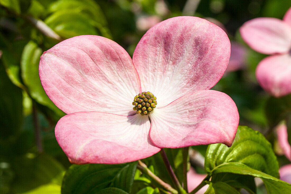 Cornus kousa 'Satomi'®