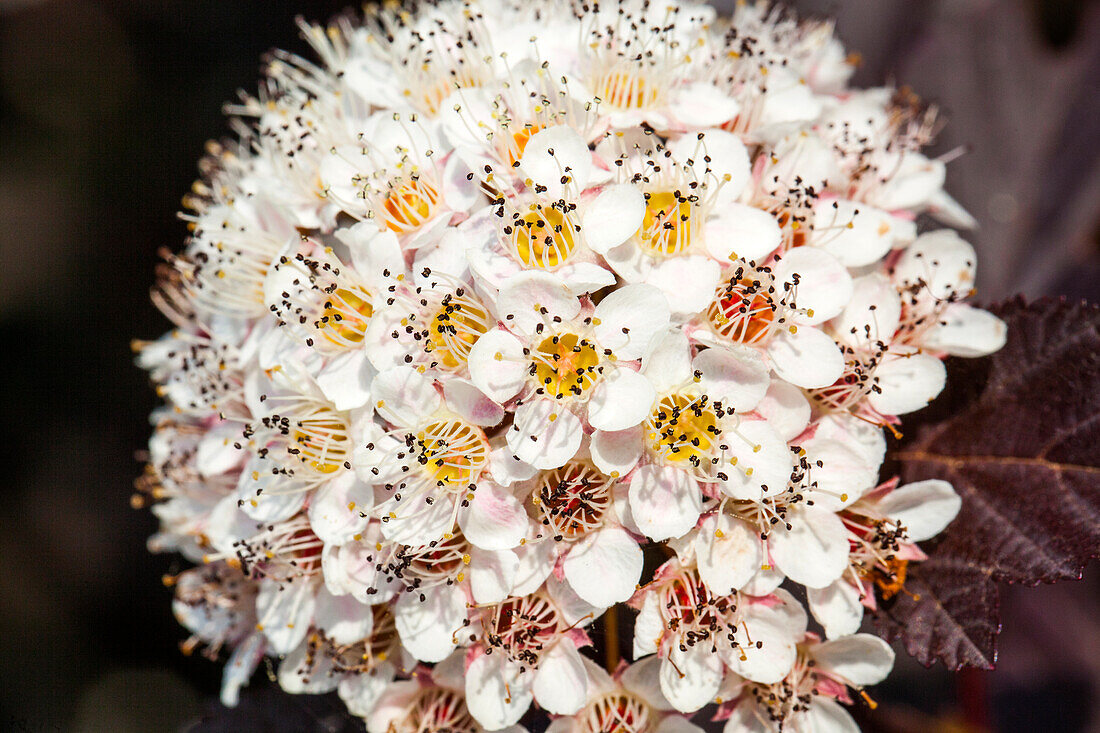 Physocarpus opulifolius 'Summer Wine'®