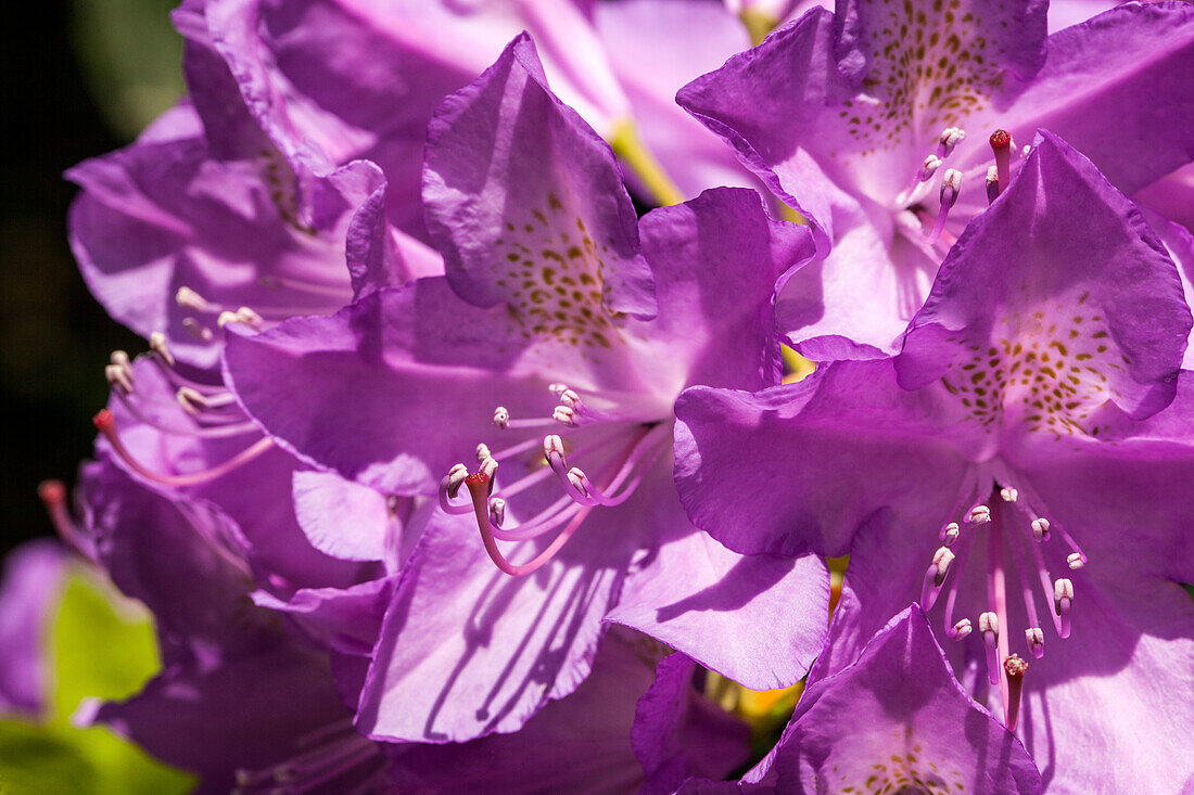 Rhododendron 'Purpureum Grandiflorum'