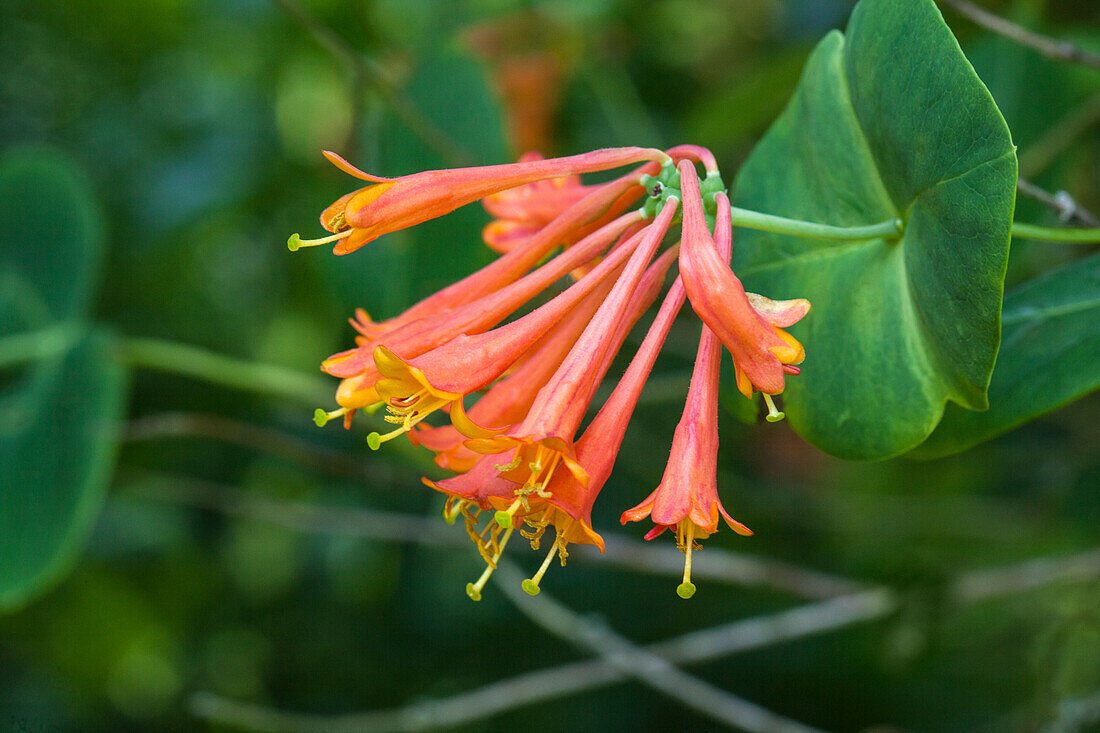 Lonicera x brownii 'Dropmore Scarlet'