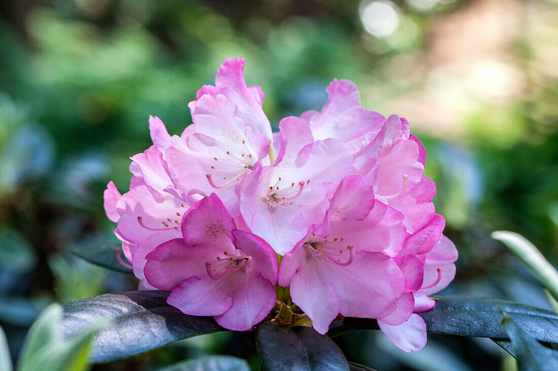 Rhododendron smirnowii 'Silver Arrow' (German)