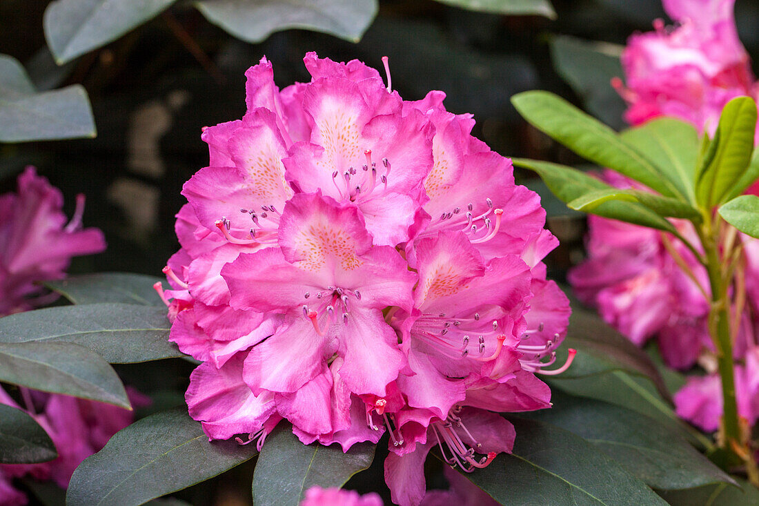 Rhododendron 'Junifeuer' (June Fire)
