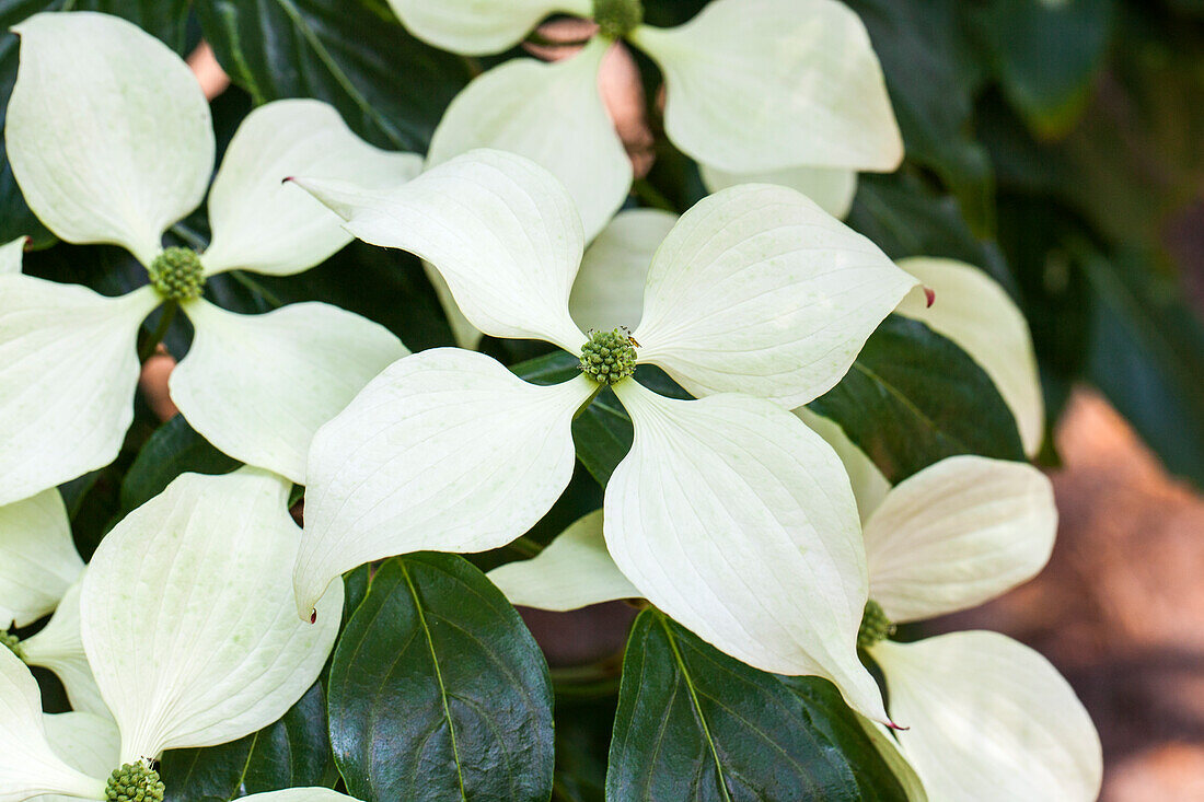 Cornus kousa chinensis 'Butterfly'.