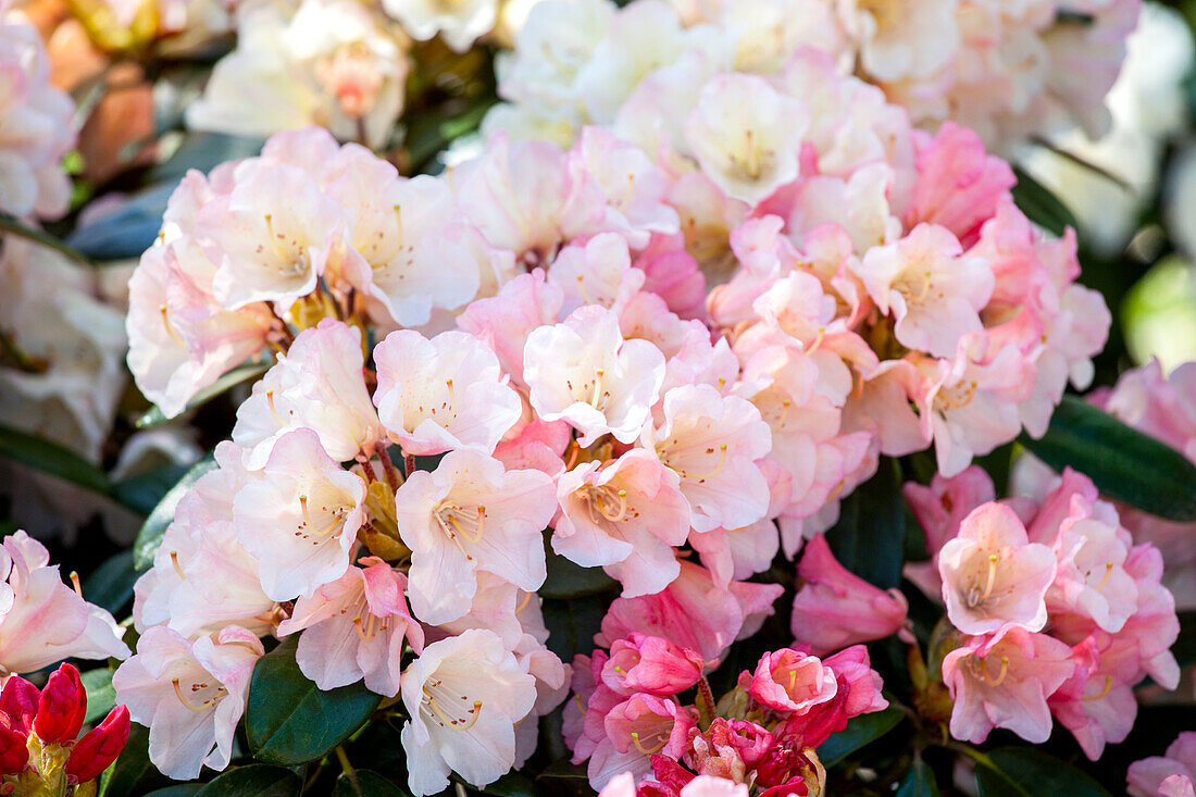 Rhododendron 'Aureolin'®