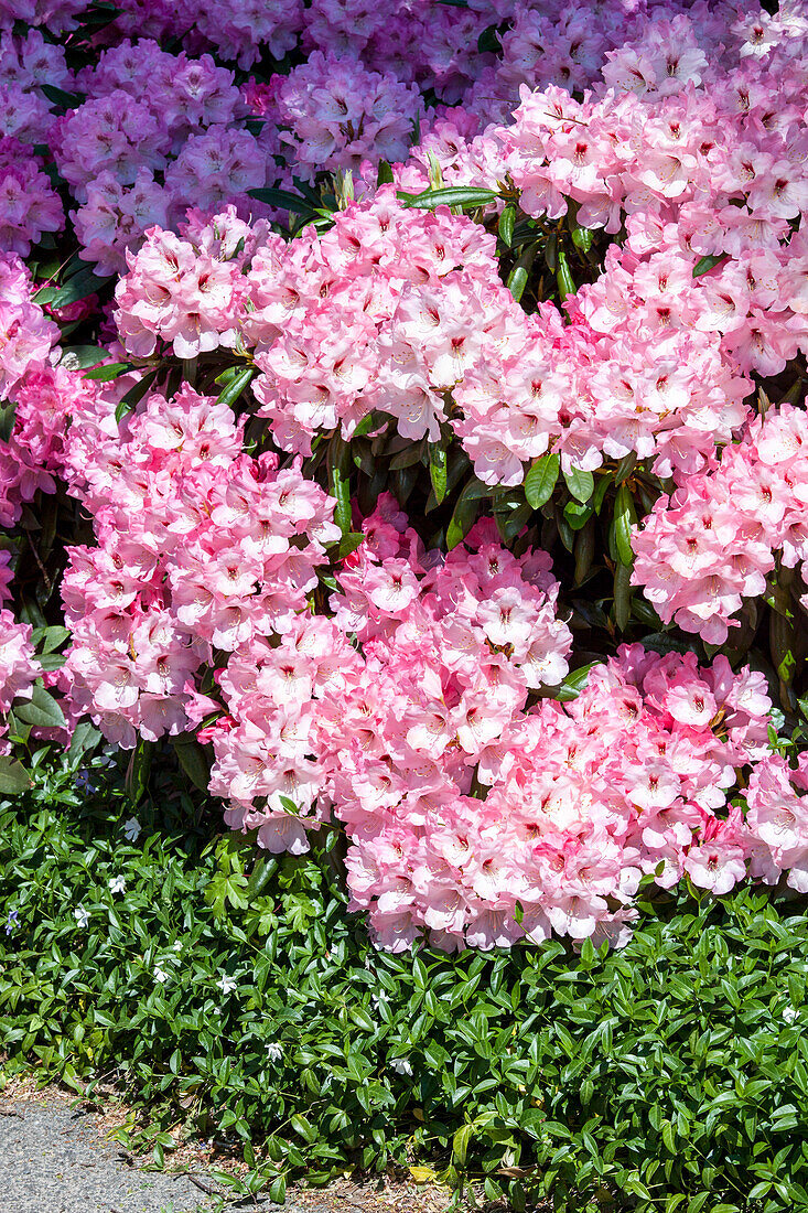 Rhododendron yakushimanum 'Rosa Charm'