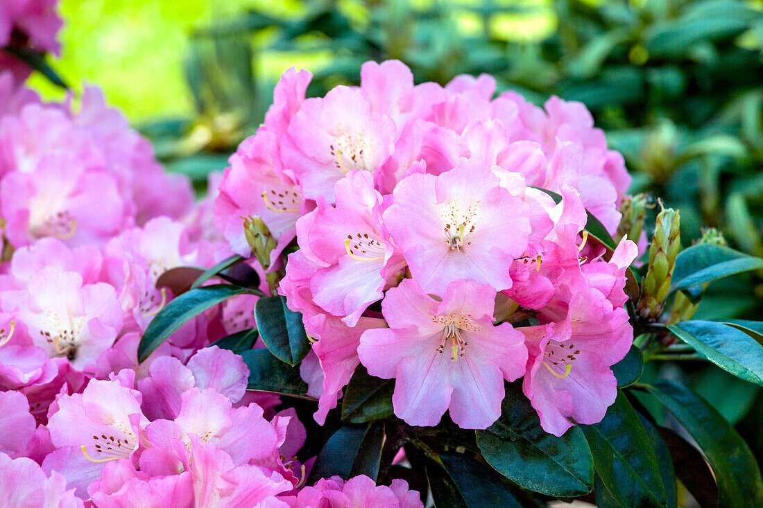 Rhododendron 'Flamingo